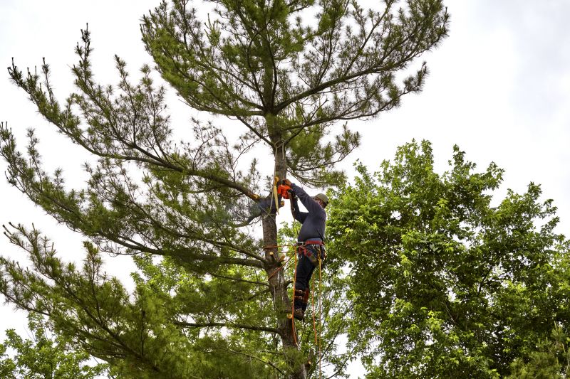 Tree Dismantling Equipment