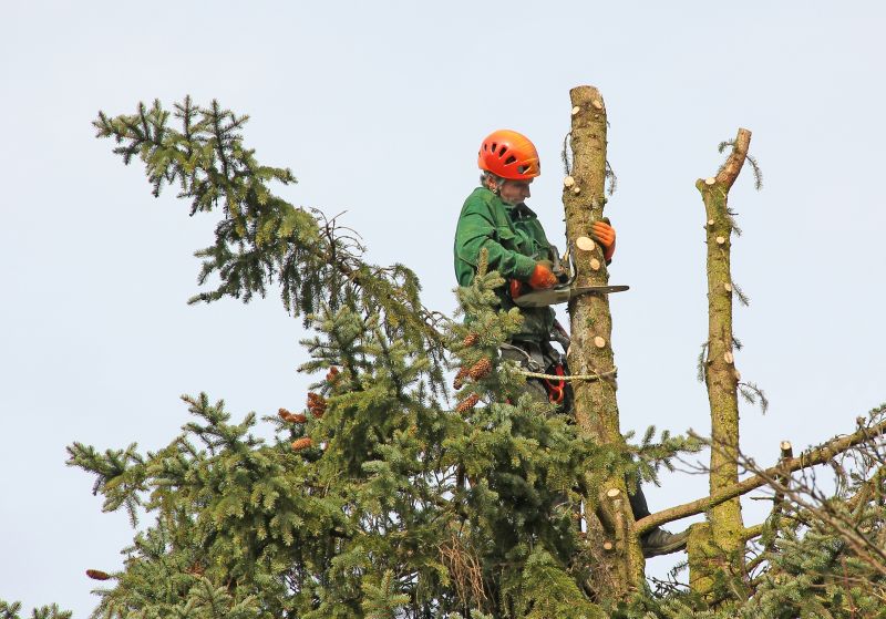 Tree Cutting Techniques